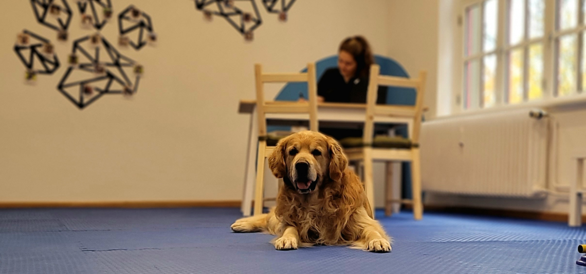 Hundephysiotherapie,  Hundechiropraktik und Hundetrainng